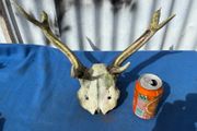 Deer skull and horns