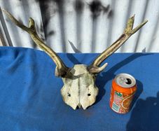 Deer skull and horns
