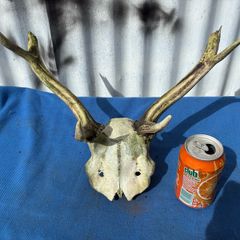 Deer skull and horns