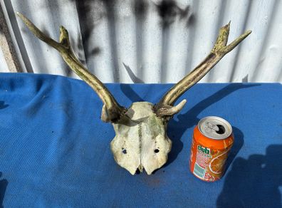 Deer skull and horns