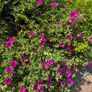 Cistus Purpureus Lam -- nice big flowers  bushy plant. The bush is just beginning to bloom and will be looking beautiful on any garden. https://www.rhs.org.uk/plants/90960/cistus-purpureus/details Image 8