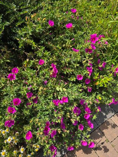 Cistus Purpureus Lam -- nice big flowers  bushy plant. The bush is just beginning to bloom and will be looking beautiful on any garden. https://www.rhs.org.uk/plants/90960/cistus-purpureus/details