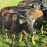 AA reared Calfs Image 3