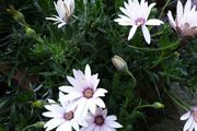African Daisy trailing perennial