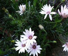 African Daisy trailing perennial