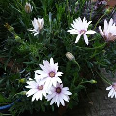 African Daisy trailing perennial