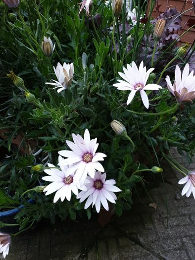 African Daisy trailing perennial