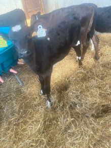 Fr Heifer calves