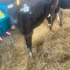 Fr Heifer calves