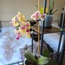 plant Image 4