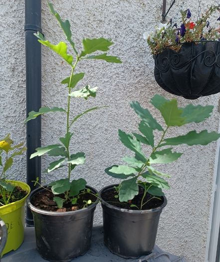 Lots Of Oak Tree Saplings
