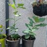 Lots Of Oak Tree Saplings Image 3