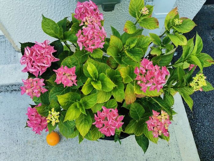 Large pink/blue Hydrangea plant