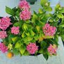 Large pink/blue Hydrangea plant Image 2