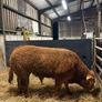 1 Pedigree limousin bull Image 8