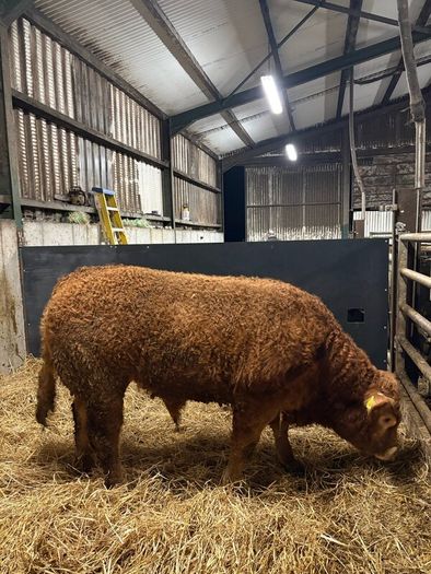 1 Pedigree limousin bull
