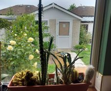 Cactus plants