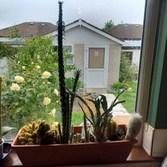 Cactus plants