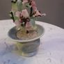 Two Jade Bonsai Trees Image 3
