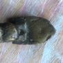 antique brass door knocker Image 4