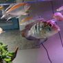 fish tank Image 8