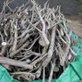 Free Wood from Hedge Image 2