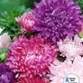 (A) Aster Krallen Mixed seeds 0.5g (414208) Image 2