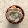 Succulents Image 9