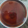 Vintage Glazed Brown Howard Jug Image 3