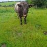 Shorthorn Bull Image 2