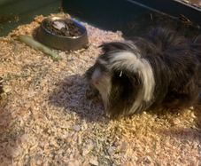 Adopt a guinea pig