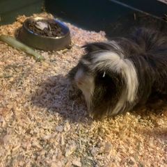 Adopt a guinea pig