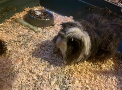 Adopt a guinea pig