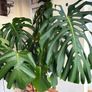 Large Healthy Monstera Deliciosa (Swiss Cheese Plant) in Ceramic Pot Image 9