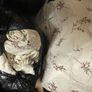 Beautiful King Size Bed Spread and two matching cushions and Pillow covers Image 3