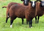 Purebred Zwartbles Ewe Lambs for Sale