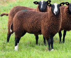 Purebred Zwartbles Ewe Lambs for Sale