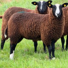 Purebred Zwartbles Ewe Lambs for Sale