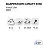 (S) Snapdragon Canary Bird Seeds 0.2g (413553) Image 3