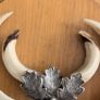 Vintage Wild Boar Tusk Trophy on Wooden Plaque Germany 1950s Image 2