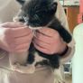 5 kittens Image 2