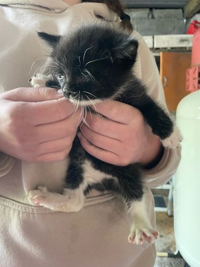 5 kittens