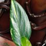 Monstera Standleyana Aurea Variegated Image 6
