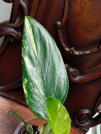 Monstera Standleyana Aurea Variegated