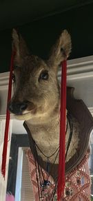 Taixdermy deers head mount
