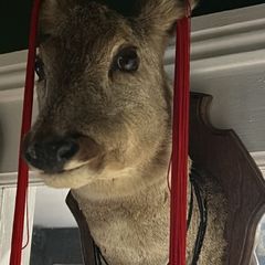Taixdermy deers head mount