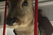 Taxidermy  Deers head