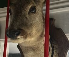 Taxidermy  Deers head