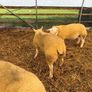 Pedigree Texel ram lambs Image 2