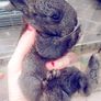 Rabbits. Quality Flemish Giants and Mini lops Image 2